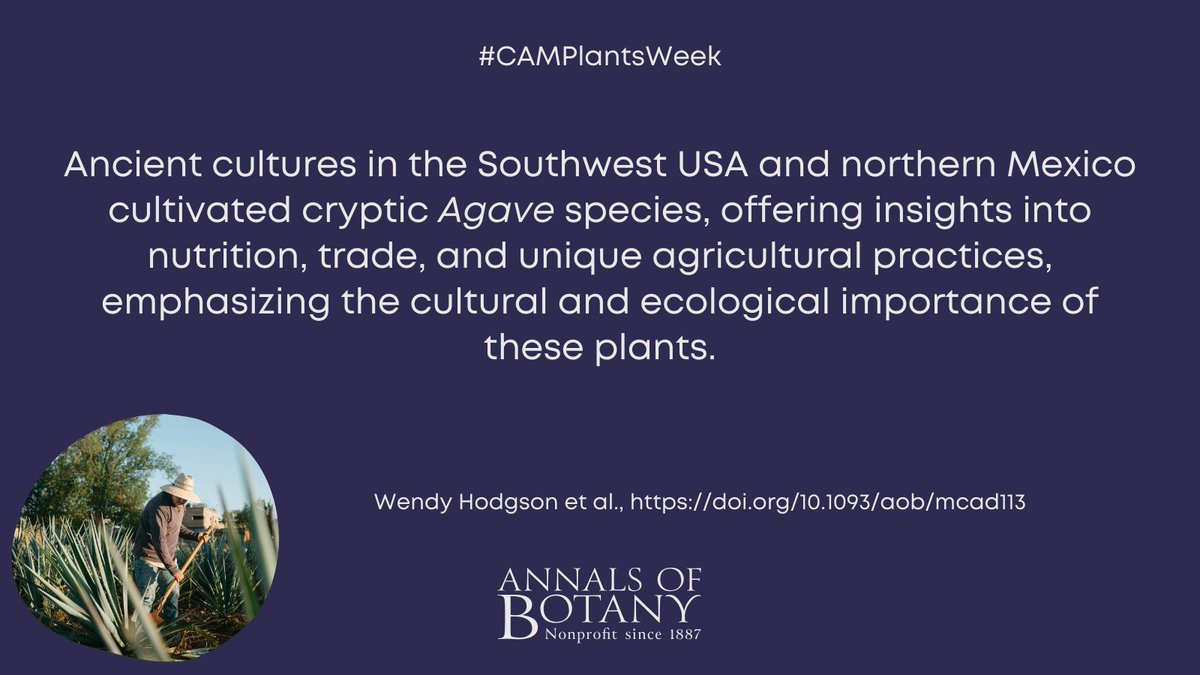 annbot's tweet photo. 🌵 #CAMPlantsWeek
Pre-contact Agave domesticates – living legacy plants in Arizona’s landscape by Wendy Hodgson and co-authors in @annbot
#openaccess article
👉https://t.co/5338slXSXP
#PlantScience #Botany https://t.co/3QyqupAxK1