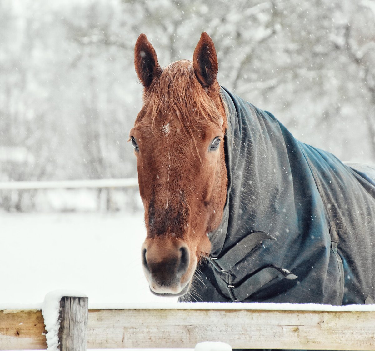 No matter where you live, there are seasonal changes in the environment that can have an impact on your horse’s health. In this blog, a vet offers advice to keep your horse healthy this winter, whatever the weather brings.
bit.ly/winter-horse-h…
#uspc #usponyclubs #horsehealth