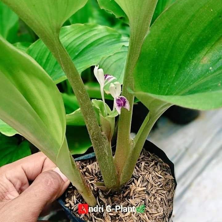 andrifigfarm's tweet photo. Bismillah
For sale
Bibit Kunyit Hitam (kaempferia parviflora)

1paket isi 4 bibit polibag harga 125rb belum ongkir estimasi berat ongkir 2kg
Ready 12 paket bagi yg berminat.
Order bisa Dm atau wa. +62 856-9422-9530 https://t.co/2kDxT099oi