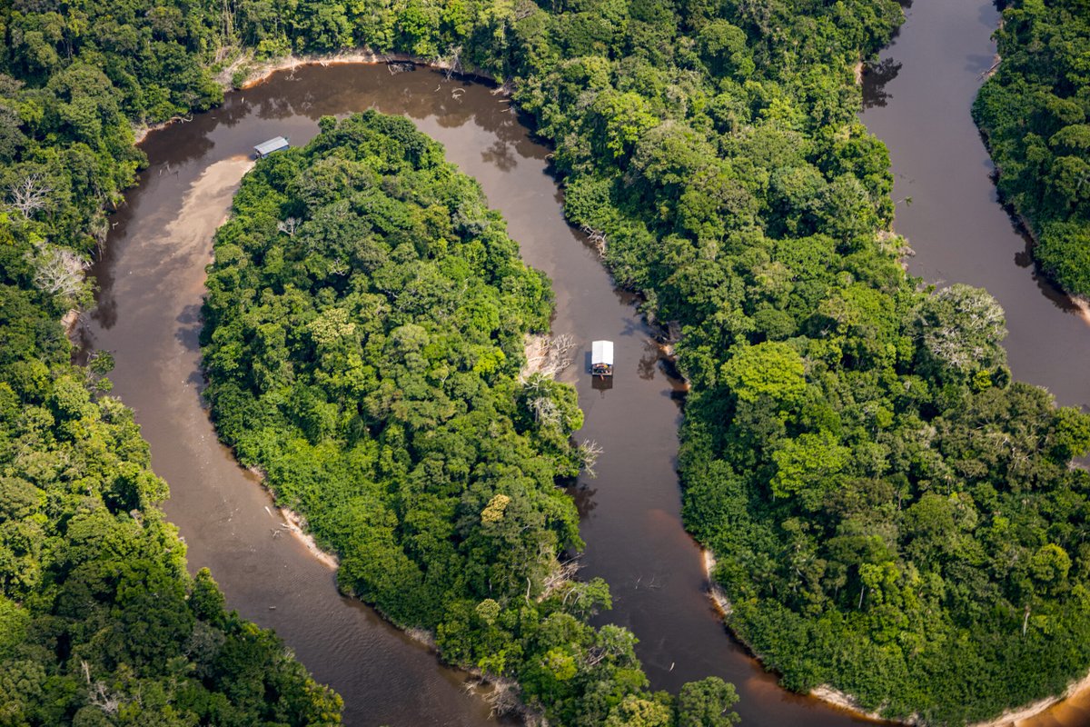La ONG Amazon Conservation Team indica que alrededor de 1.010 hectáreas de selva han sido destruidas por la minería ilegal a lo largo del río Puruê. Más de la mitad de esa deforestación se produjo en 2022 👉🏻#AmazonUnderworld bit.ly/AiAmazonia