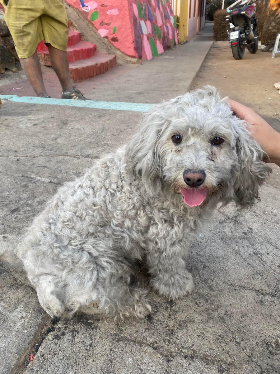 NallelyRecabar2's tweet photo. 🚨‼️AYUDO A DIFUNDIR‼️🚨
El olivar ‼️tengo a un perrito retenido acá en el 1er sector del olivar, venía como del cerro, está asustado y no quiere tomar agua ni comer. 🙏🏻 tiene su cola con motitas.  #VinadelMar #valparaiso 
Contacto:
+56997875556
+56977524095 https://t.co/KlKJzHl6oN