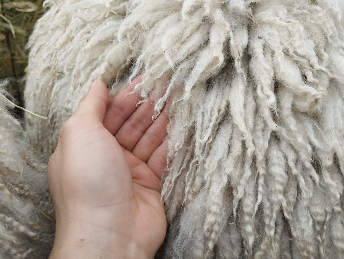 yomowool's tweet photo. ひつじの毛に触れる🐏 https://t.co/YUEuZkblcP