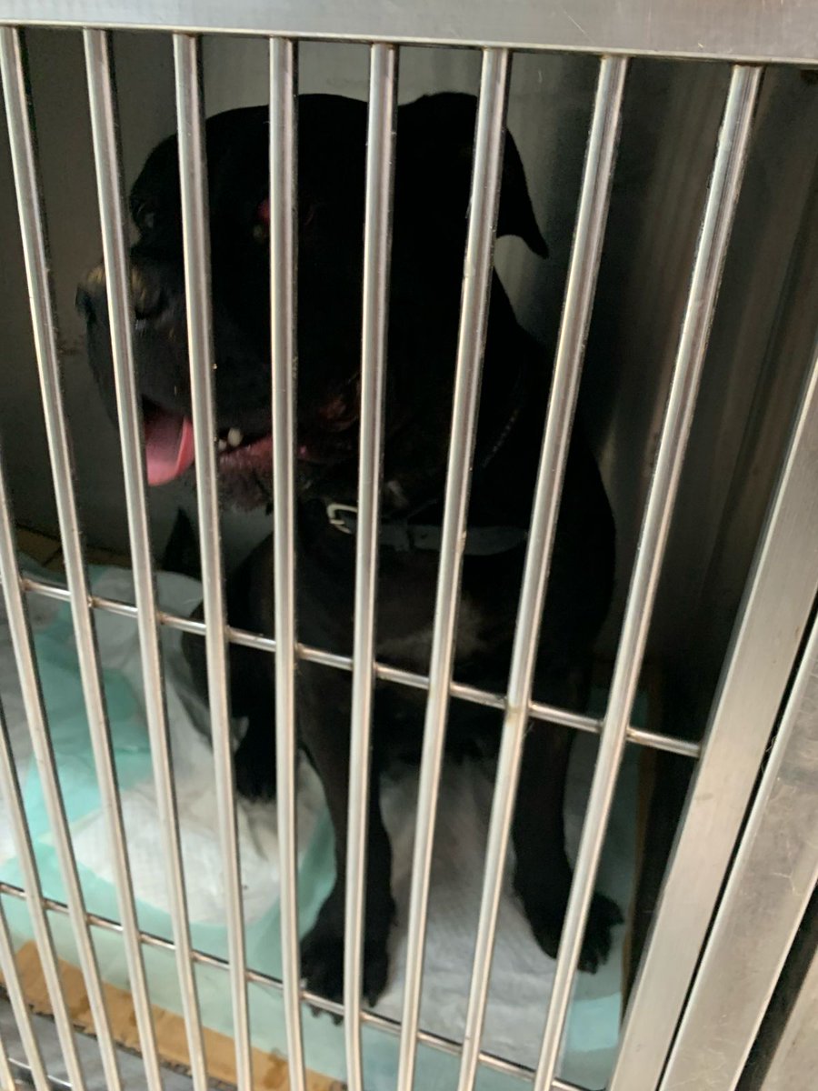unahadasinalas's tweet photo. 🆘 URGENTE 🆘

PERRITA EMBARAZADA BUSCA A SU FAMILIA‼️❤️‍🩹

📍 Se encuentra en Clínica Meneses

Es la foto más clara que lograron sacarle; es muy inquieta y cariñosa, pesa 50 kg 

#IncendioForestal #MascotasIncendio #Valparaíso #MascotasPerdidas #VinadelMar #IncendiosForestales https://t.co/YMPiRcZ7rC
