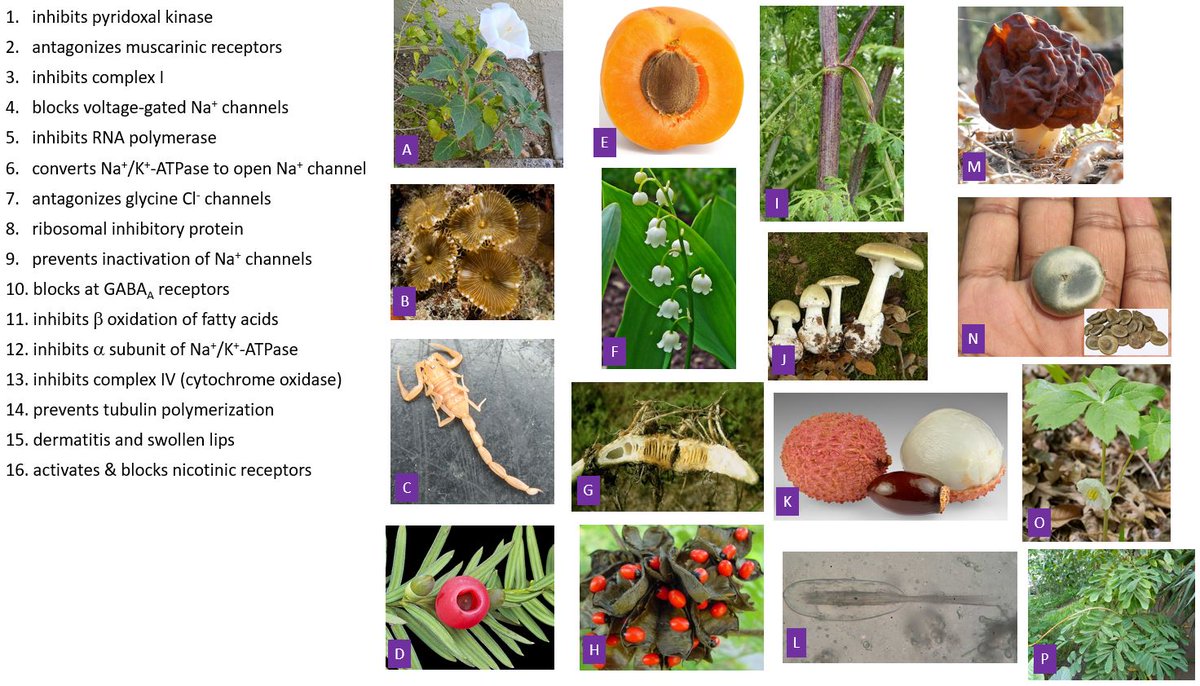 MedTox Fellows:  Board review challenge.  Match each number with a letter so that each letter is used only once. Do the easy ones first and the rest will follow quickly. Feel free to leave comments/questions.  Answers in a couple days.  <a href="/ToxAndHound/">The Tox And The Hound</a> <a href="/ToxicSnowEM/">Jerry Snow</a>