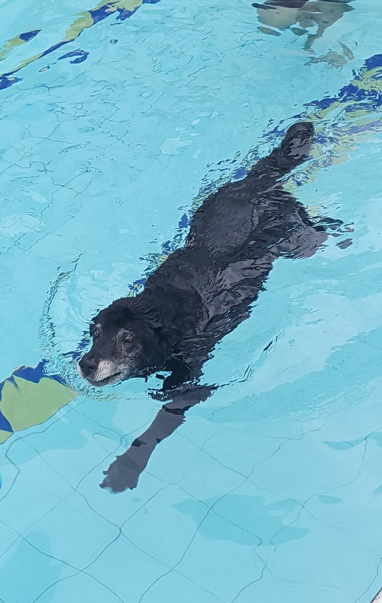 seerge23's tweet photo. Esta mañana mientras nadaba, mi amor perruno, de 16 años, que amaba el agua en su juventud, cayó a la piscina y volví a verlo nadar después de muchos años, a pesar de su avanzada edad 💛

Fue hermoso revivir viejas épocas. 

¡Ojalá seas eterno! 💛

 Me llena el alma, me da vida!! https://t.co/602sGEDu9n