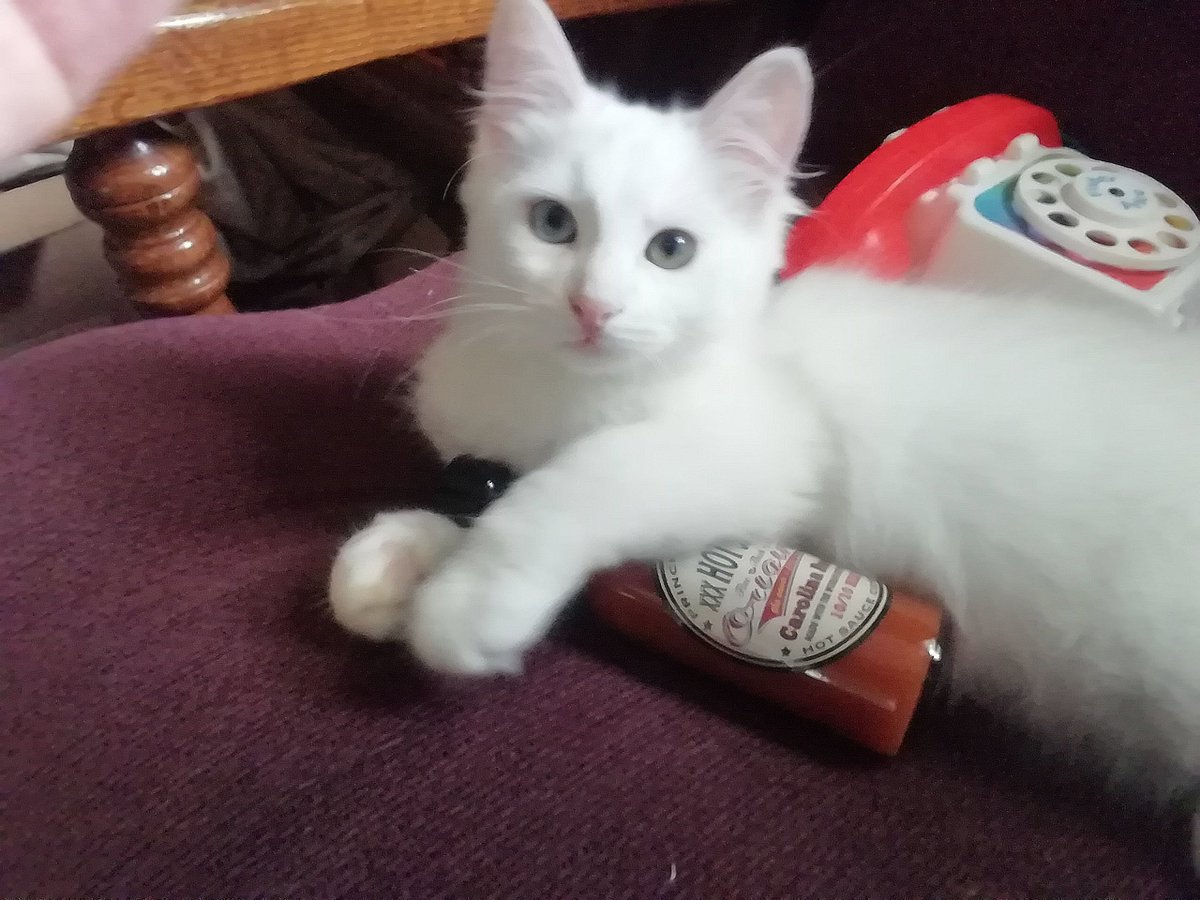 PEC Hot Sauce Co. (@pechotsauce) on Twitter photo 