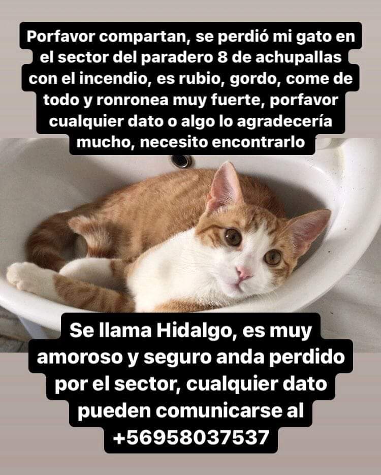 PobleteELF's tweet photo. Achupallas
#Achupallas

#IncendioForestal
#URGENTE
#MascotasIncendio
#IncendiosForestales
Región de Valparaíso
Jardín Botánico
#AlertaRoja
#Valparaiso
#RenacaAlto https://t.co/7BtgnrwZN7