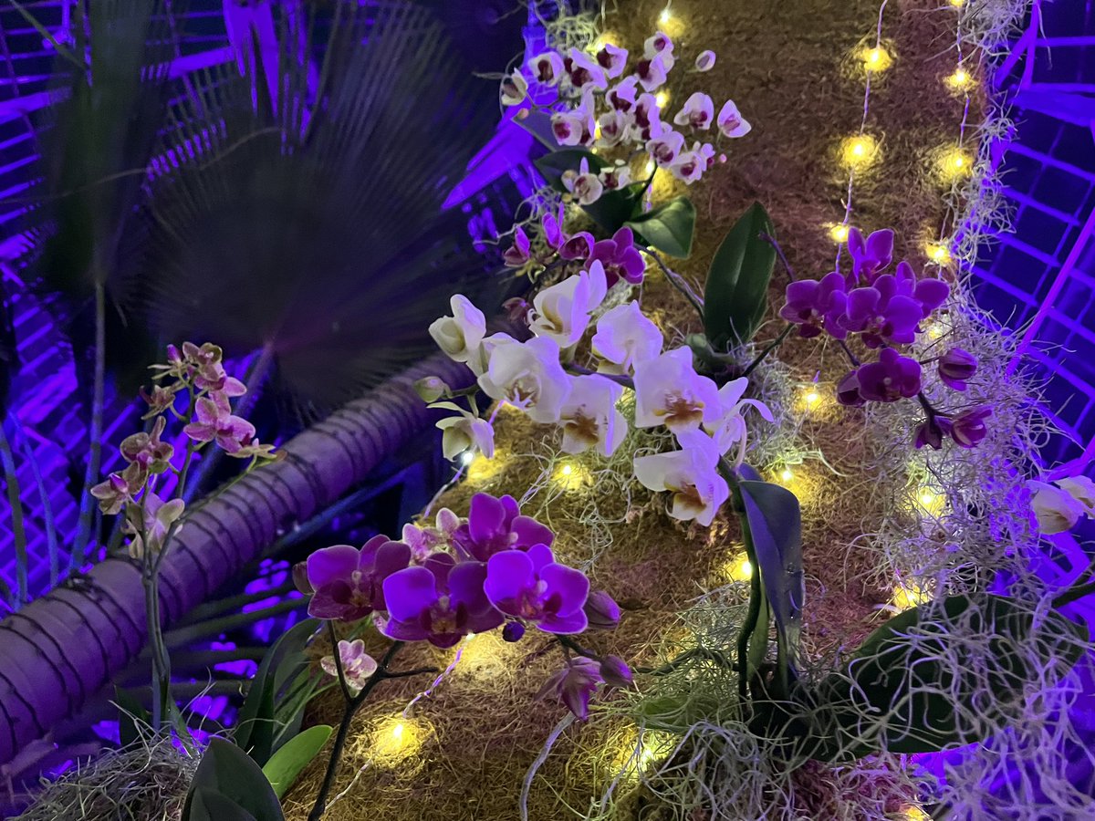 ShakesisterGrim's tweet photo. A walk with OrchidS after dark… 🕯️
#Cat #Feline #Friday #Sunday #GRAMMYs #bar #lesbian #sapphic #humor #satire #wine #drinks #xbox #hexbox #worldcup #willpower #cats #meOW #Flowers #nature #plants #botanical #garden #flower #flora #soul #love #valentine #ultra #violet #sapphic https://t.co/VsSp5zjOjl