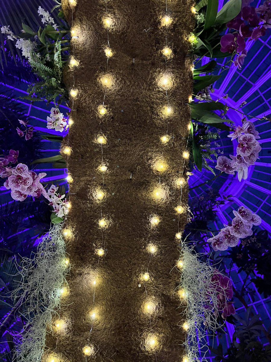 ShakesisterGrim's tweet photo. A walk with OrchidS after dark… 🕯️
#Cat #Feline #Friday #Sunday #GRAMMYs #bar #lesbian #sapphic #humor #satire #wine #drinks #xbox #hexbox #worldcup #willpower #cats #meOW #Flowers #nature #plants #botanical #garden #flower #flora #soul #love #valentine #ultra #violet #sapphic https://t.co/VsSp5zjOjl