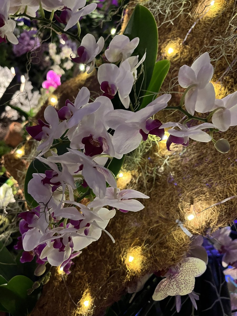 ShakesisterGrim's tweet photo. A walk with OrchidS after dark… pt2 at @BuffaloGardens!
#Cat #Feline #Friday #Sunday #GRAMMYs #lesbian #sapphic #xbox #hexbox #worldcup #willpower #meOW #Flowers #nature #plants #botanical #garden #flower #flora #soul #love #valentine #ultra #violet #sapphic #valentinesday https://t.co/5N27zPzUig