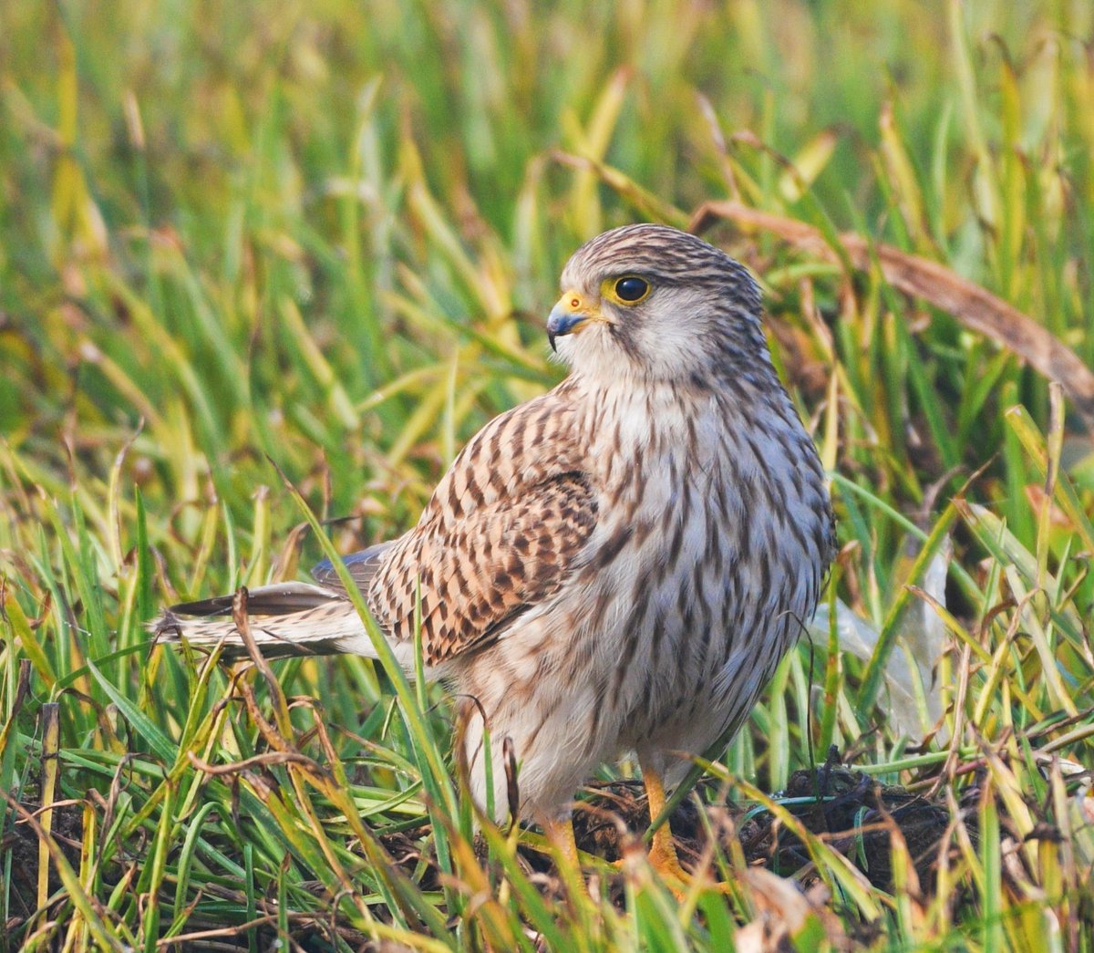 How cool and calm she is 😀but only looking like 😅Common Kestrel #IncredibleIndia #birdphotography #birdwatching #BirdsUp #BirdsOfTwitter #BBCWildlifePOTD #birding #NaturePhotography #natgeoindia #IndiAves #BirdsSeenIn2024 #ThePhotoHour #TwitterNatureCommunity #nikonphotography