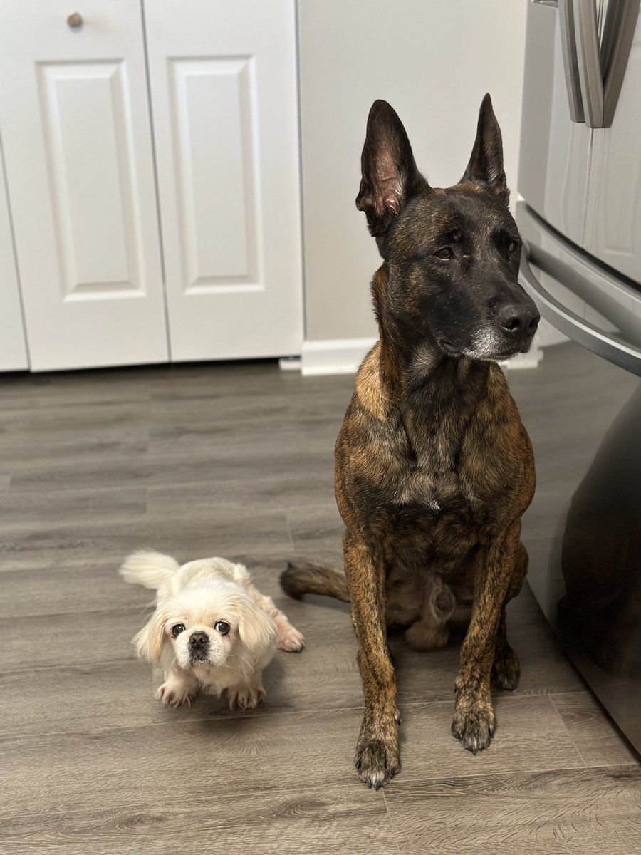 vizionone's tweet photo. I give my dog spring water or filtered water from the fridge. why? bc i know she’d do the same for me. https://t.co/qPZSJuE1Gv