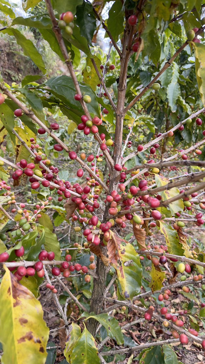 TTenzing's tweet photo. Nuwa estate coffee farm nepal using the latest technology.. Penagos Pulper machine from Columbia.. https://t.co/rgNhvhcQzD