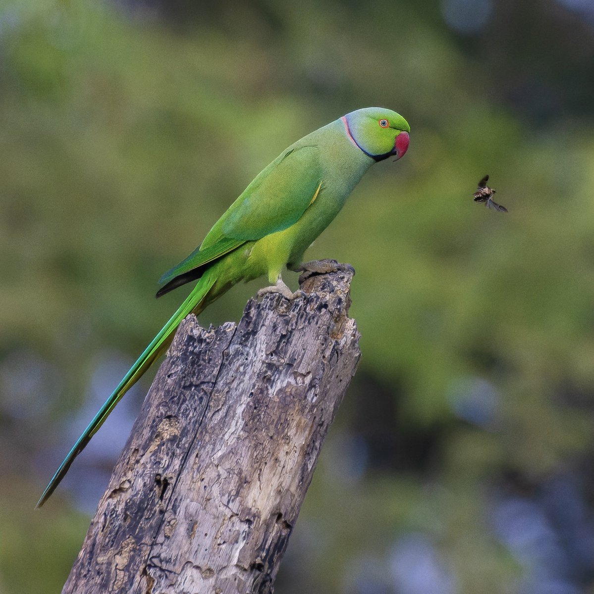 Let your #mondayblues fly away with this picture. Happy Monday folks! #roseringedparakeet watching a fly go by #indiAves #birdtwatching #birdphotography #BirdTwitter