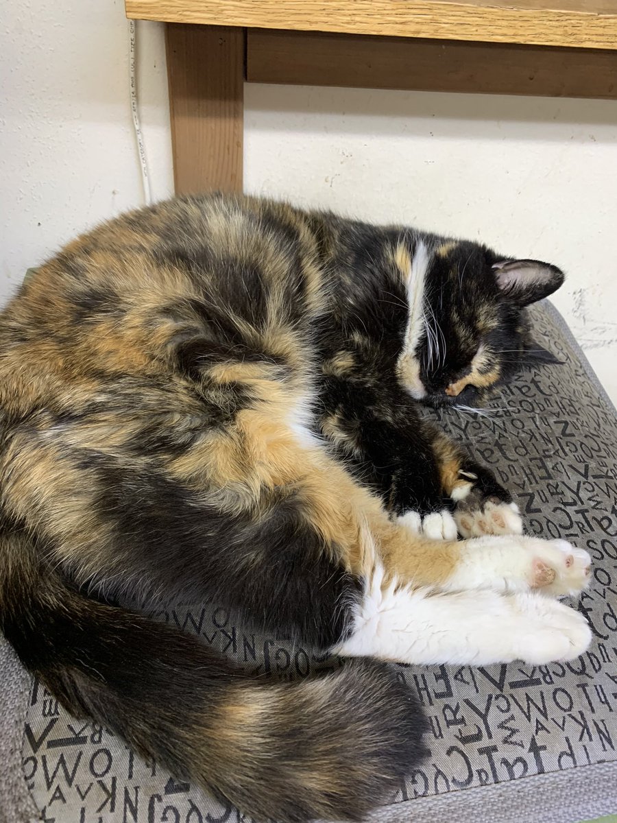 MATTbossPLYBON's tweet photo. Sometimes you just need a good catnap! https://t.co/3RRGsdqVdv
