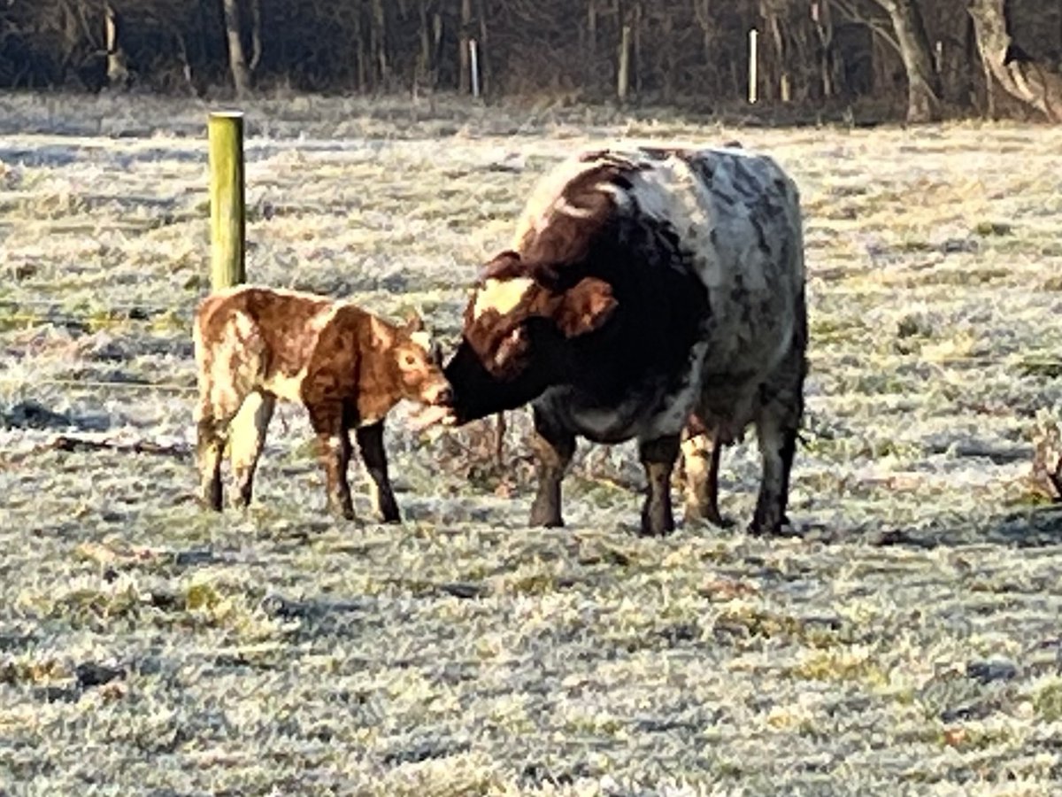 BkackEyeSusan's tweet photo. Our new babies are hitting the ground. One heifer and a bull. Still few more to come. https://t.co/nWt9zrLgbG