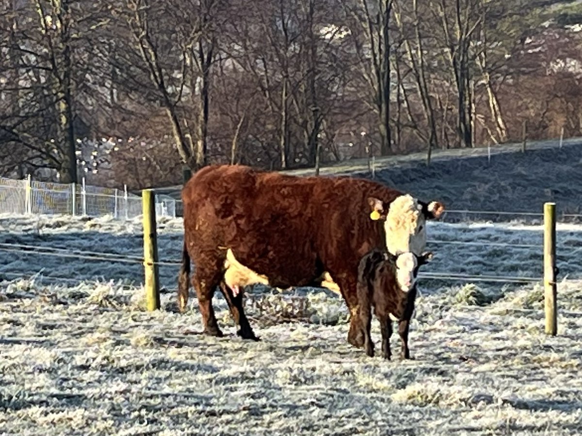 BkackEyeSusan's tweet photo. Our new babies are hitting the ground. One heifer and a bull. Still few more to come. https://t.co/nWt9zrLgbG