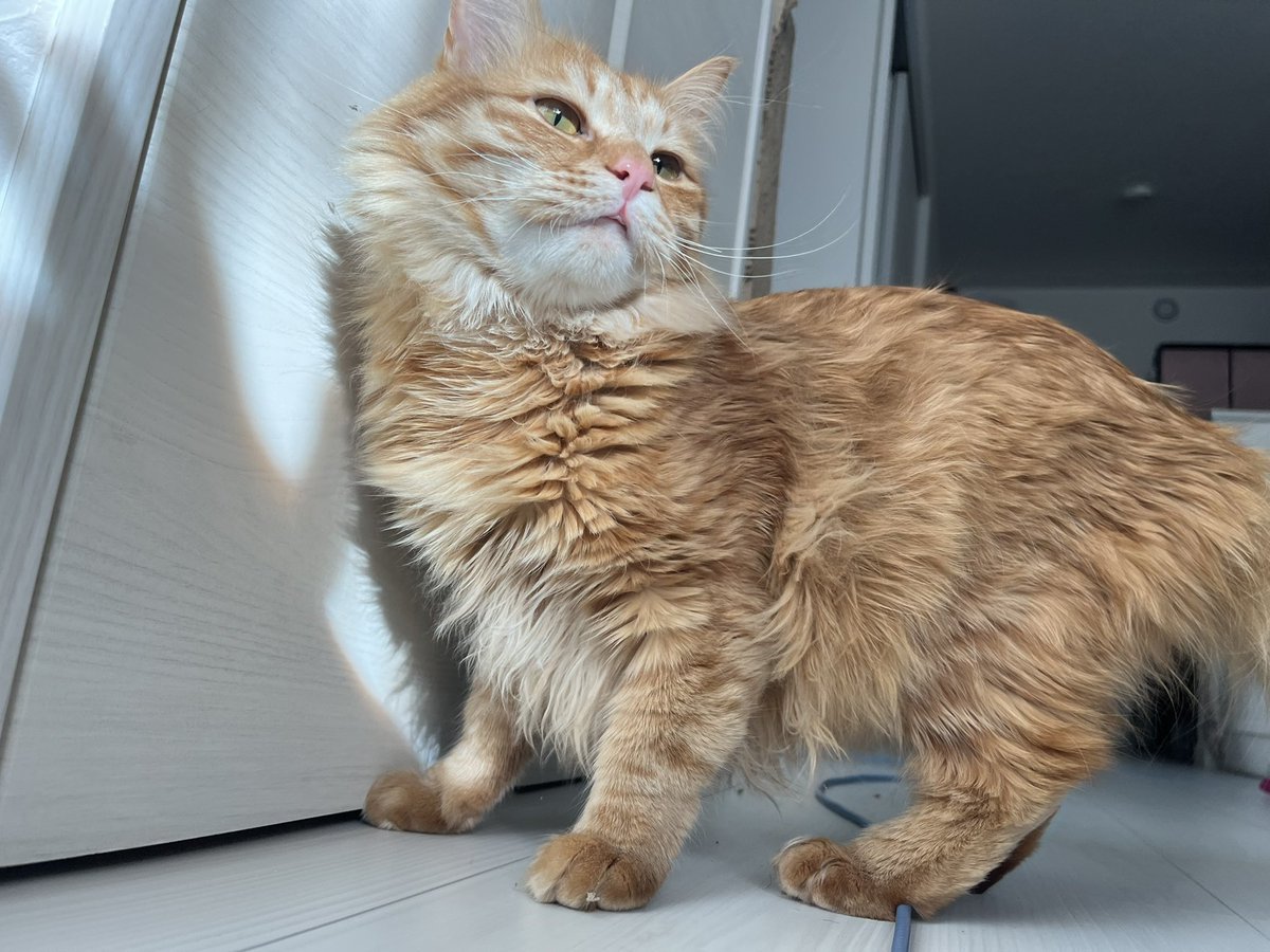 reochari_ch's tweet photo. すげー可愛い
#猫のいるしあわせ #茶トラ #猫のいる生活  #ねこと暮らす https://t.co/yZn3cnbVcB