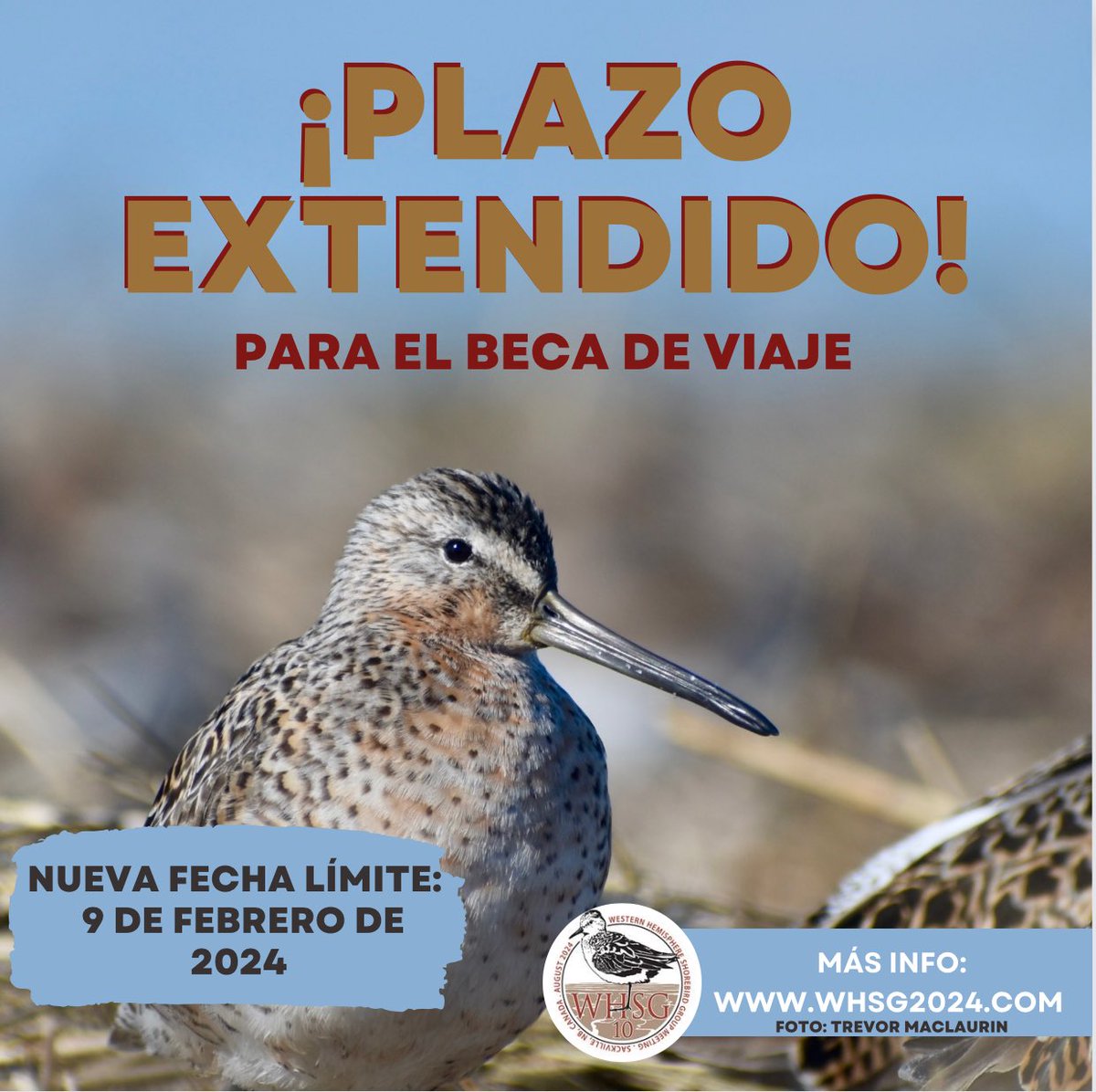 Western Hemisphere Shorebird Group 2024 tweet media
