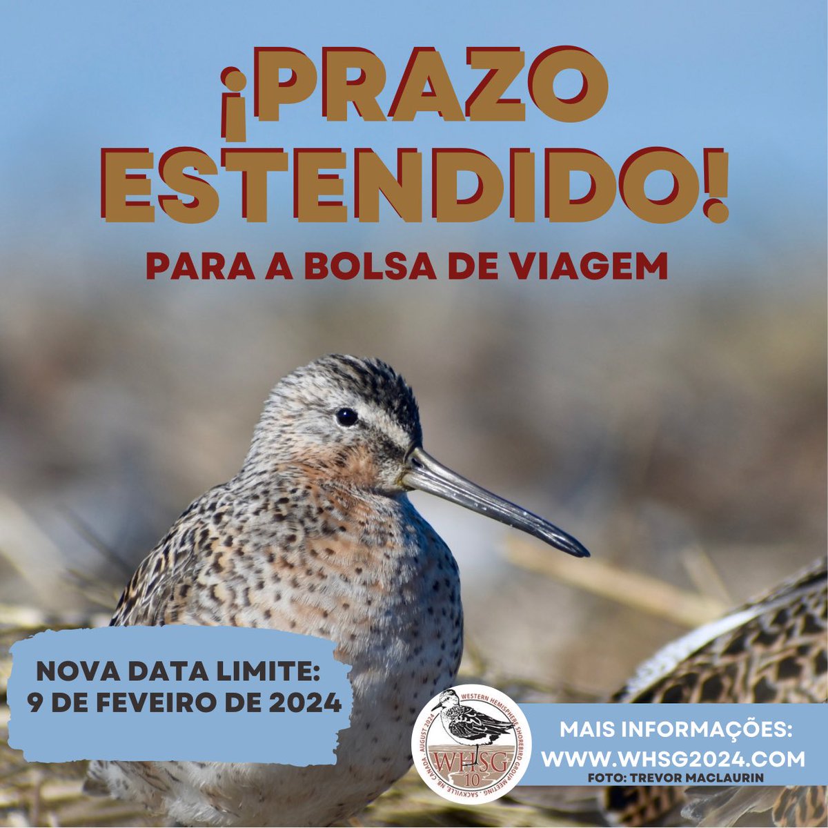 Western Hemisphere Shorebird Group 2024 tweet media