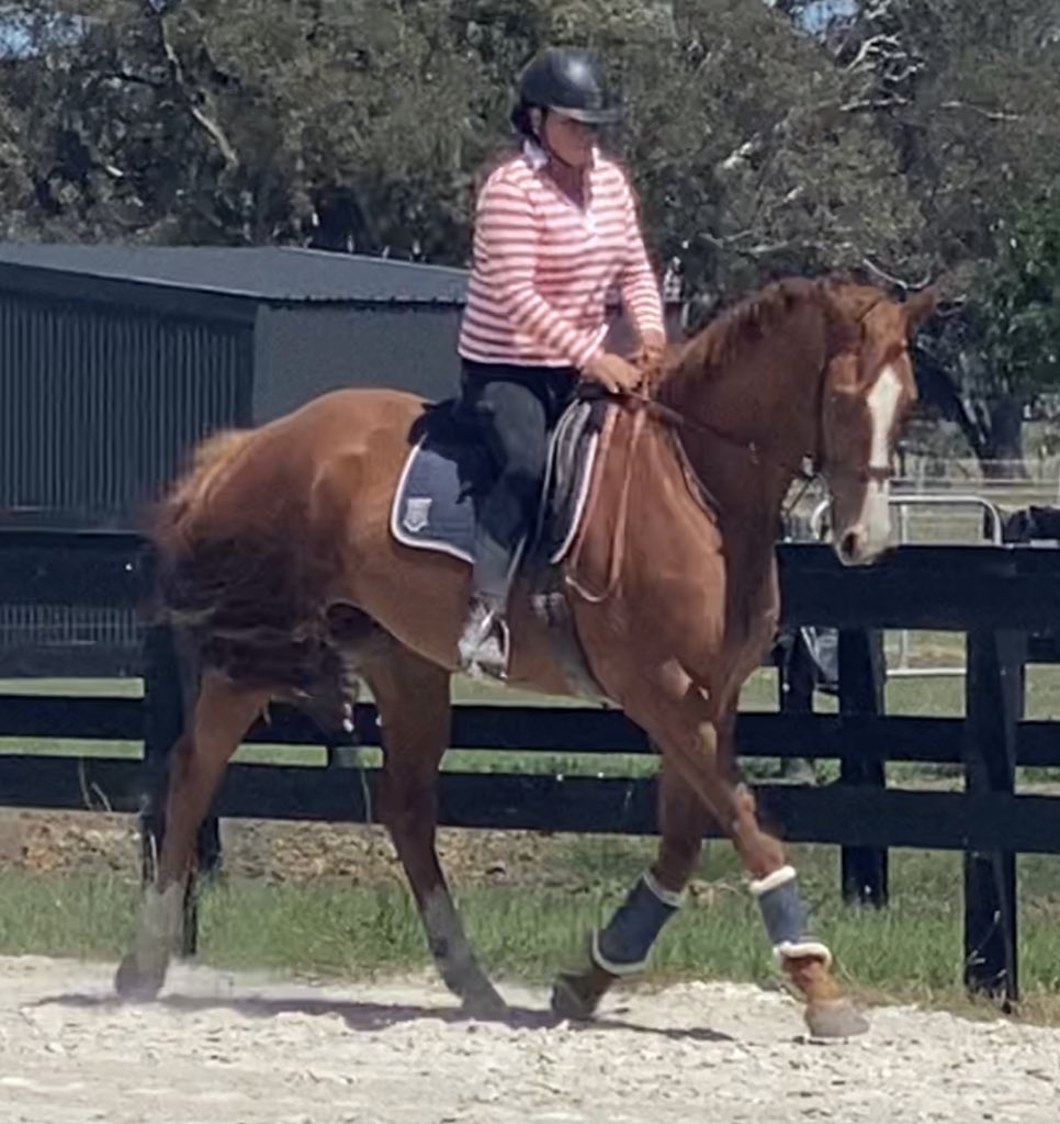 thefifi's tweet photo. We recently said goodbye to the lovely Za Ceibas as he headed off to his new forever home β€οΈ Rehomed on behalf of his owner, such a lovely horse & a pleasure to work with. Looking forward to following his post racing career π
#chriswallerracing https://t.co/iL53Wfej3X