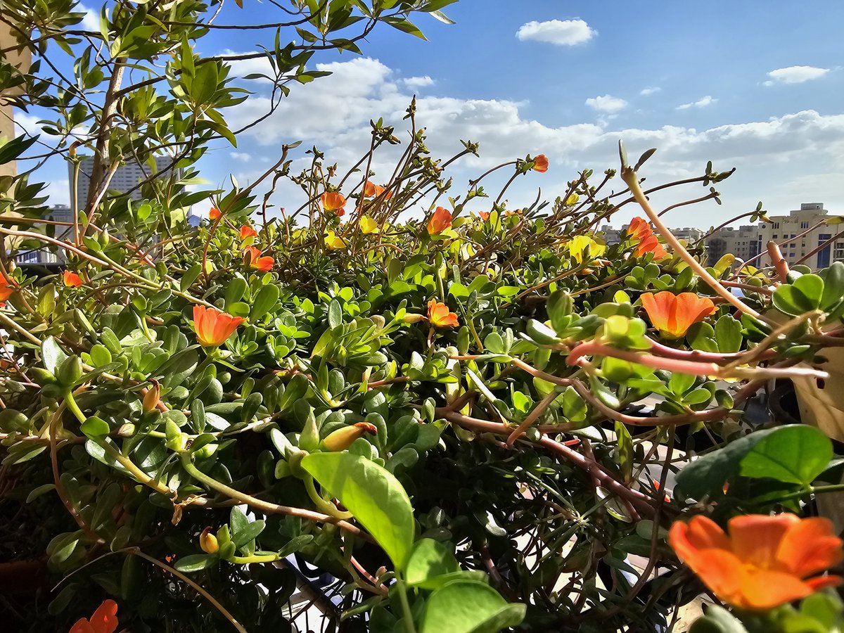 alok310777's tweet photo. Good morning 😊

Have a lovely day and week ahead.

#balconygarden #cellphotography #GoodMorningTwitterWorld https://t.co/on1nqUoch6