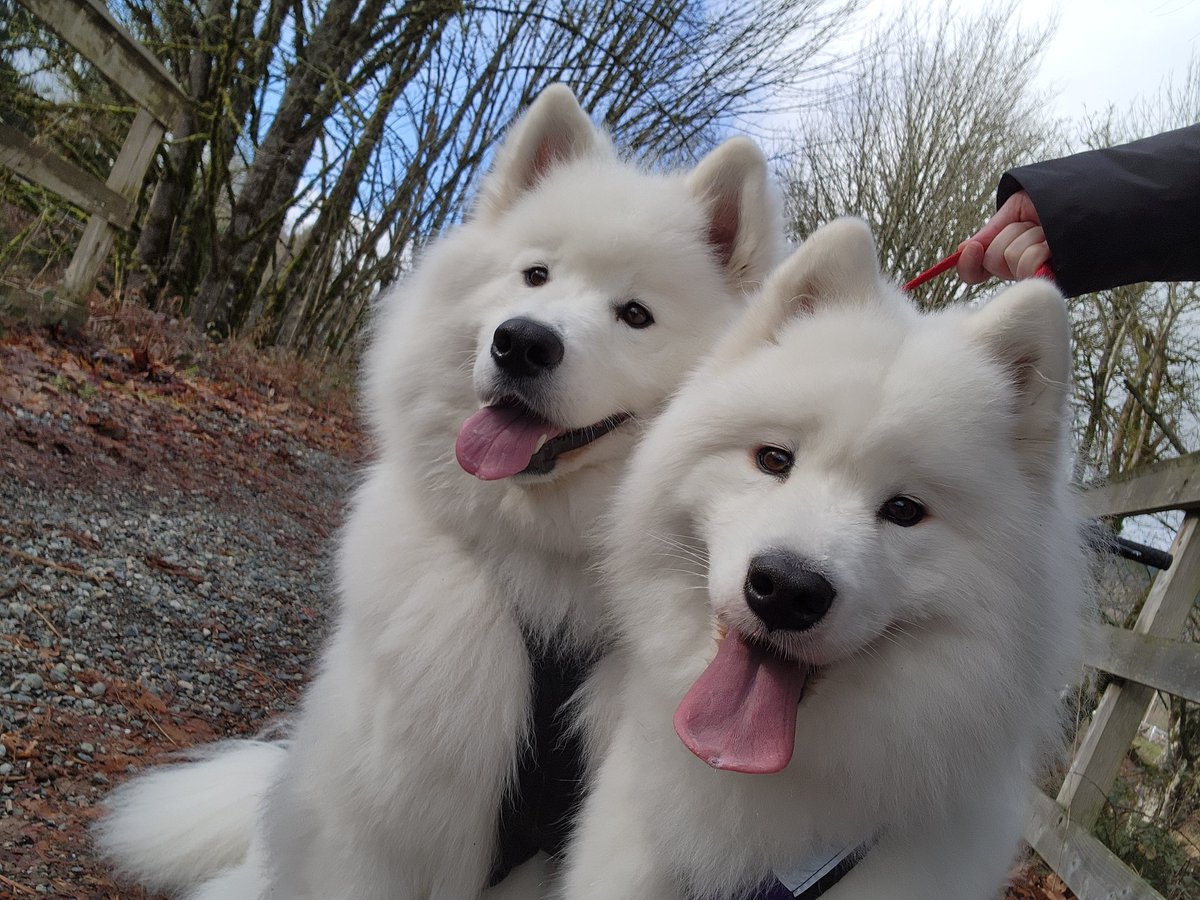 Happy Floofs running more than 5 miles. 

#samoyed #floofsforyou #floof #dog #clouds #puppy