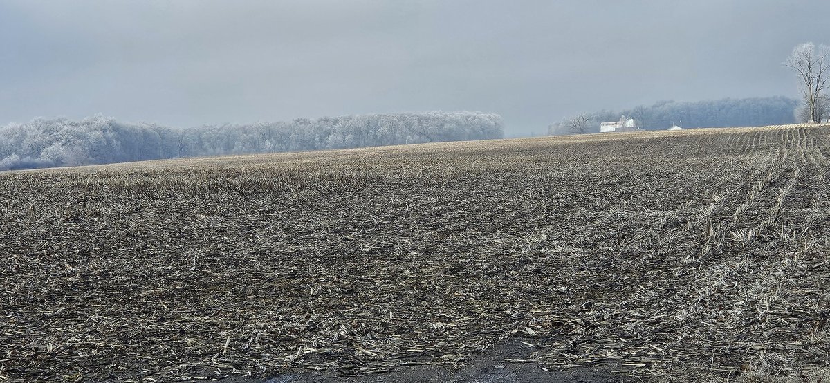 JodiBeals's tweet photo. @Village_Report So cool to see these trees in the distance! https://t.co/DwadNAw0Xt