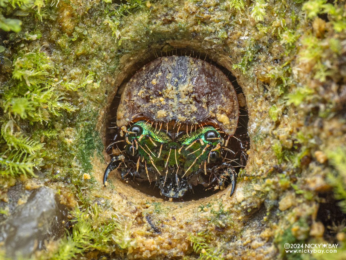Tiger beetle larva stationed at the entrance of its burrow. They have numerous hooks on their body that prevents them from being tugged out and they have all the means to pull their prey in.