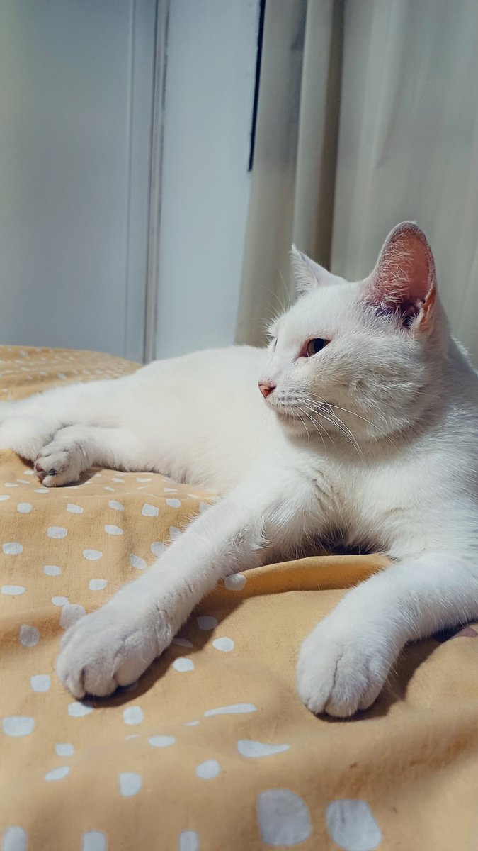 geofalquez's tweet photo. Lo más lindo 🐱 https://t.co/GAGvc9gaRk