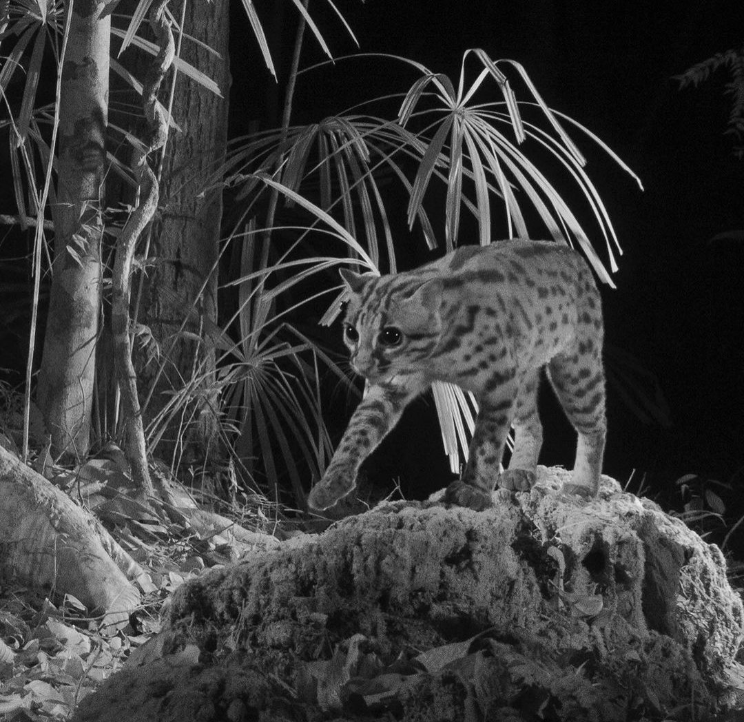 🧜 UBC Improv🧜 tweet media