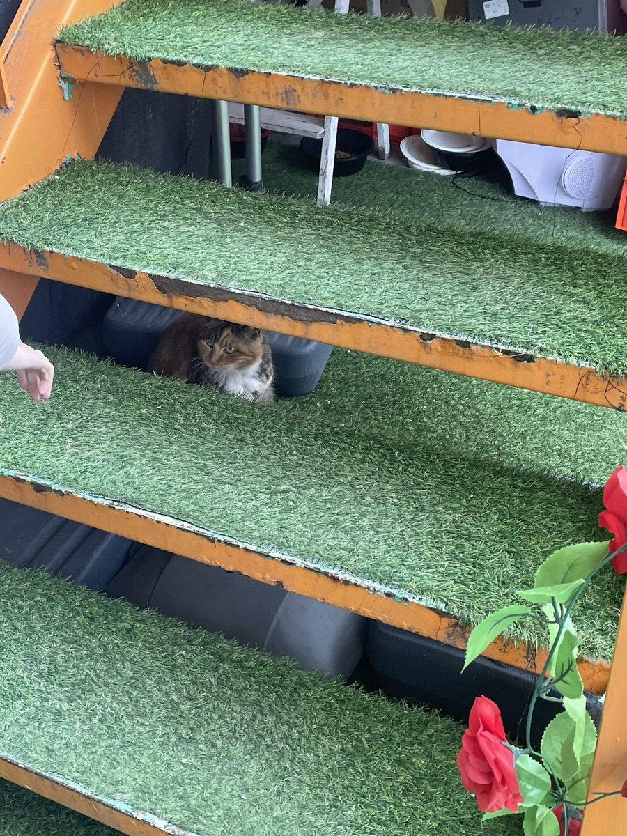 저희 카페에 고양이 씨가 코하쿠의 생일을 축하해 주러 와주셨습니다!🥰