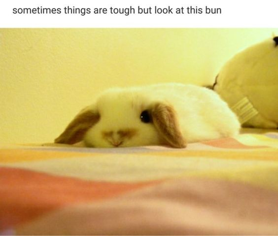 RabbitEveryHour's tweet photo. https://t.co/XMTTn9ip6p