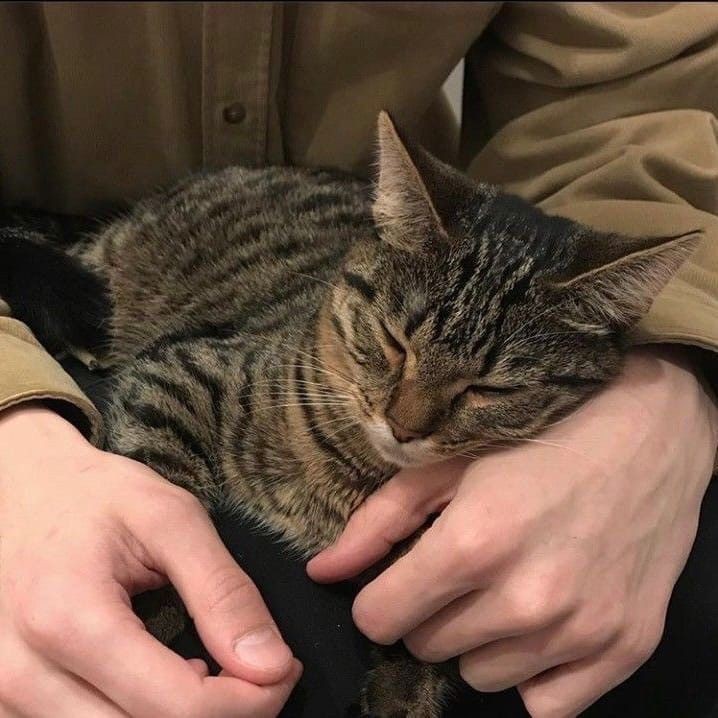 hyunstupib's tweet photo. besito de gato
- au hyunho

donde una noche el gato de mnho le chupa el cuello y al chico (dormido) se le escapa gemir el nombre de su amigo en medio de una pijamada 

o donde hyvnjin finge no haber escuchado al desubicado de su amigo nombrándolo de esa manera https://t.co/uXiqR3mZ2L