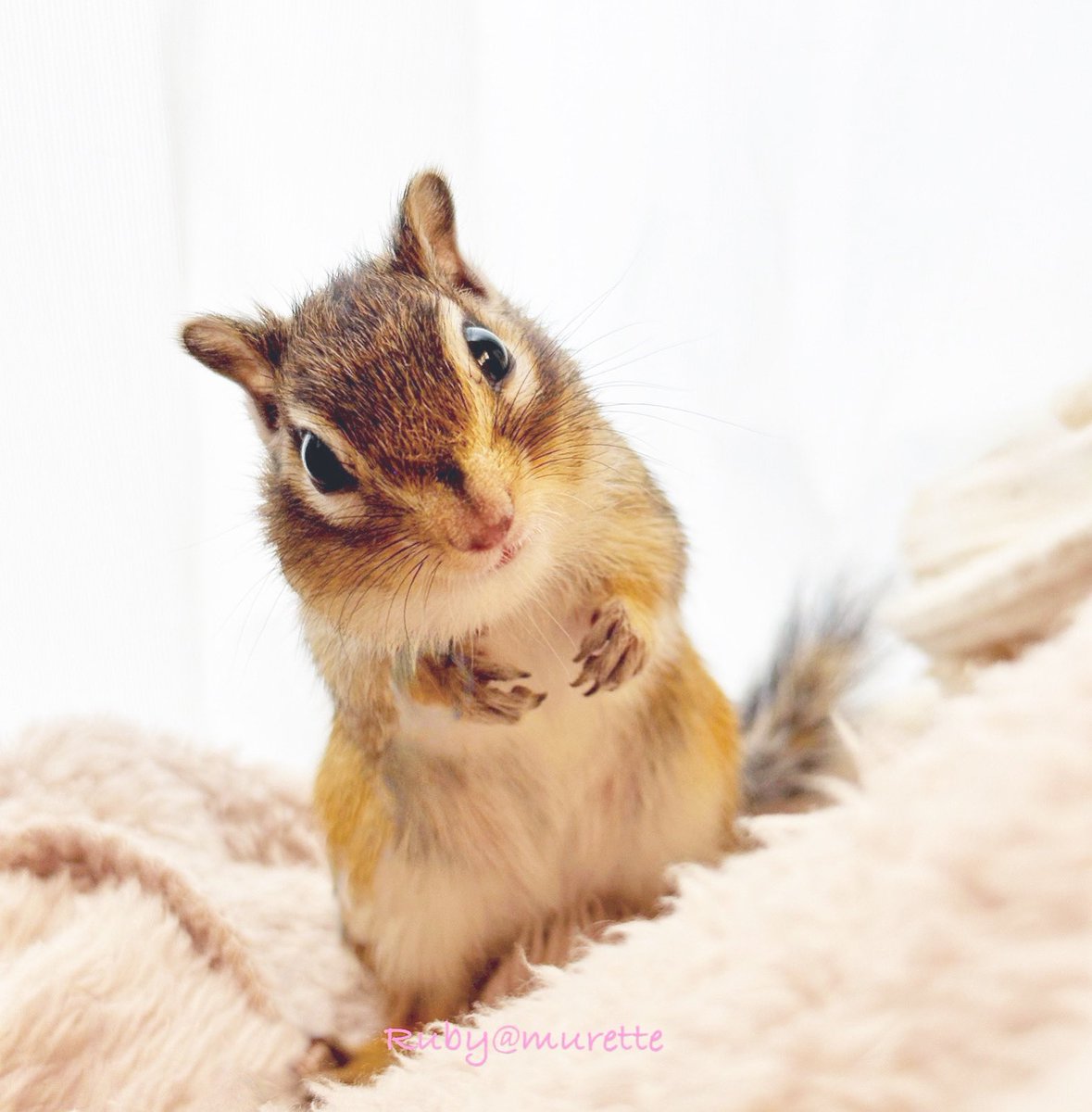 Ruby🐿るびー💗今日も可愛い🐿️#シマリスるびー #リスが好き  #chipmunkRuby #squirrel #ecureuil #chipmunks #ilovechipmunk #eichönchen #cutesquirrel #chipmunklove #squirels