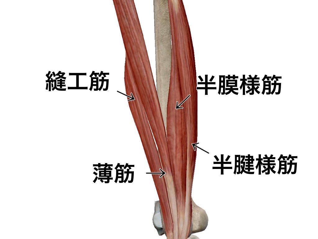 prt_brain's tweet photo. 【膝内側の安定機構】

膝の安定を作るのは靱帯だけではありません。

図の４つの筋肉は伸展位または軽度屈曲位で外反を制御します！💡

また、屈曲位では前方引き出しを制御します。

これだけ見てもリハビリで筋力を強化する事が

大切な事が分かります！✨✨✨ https://t.co/BaEpXsq8ia