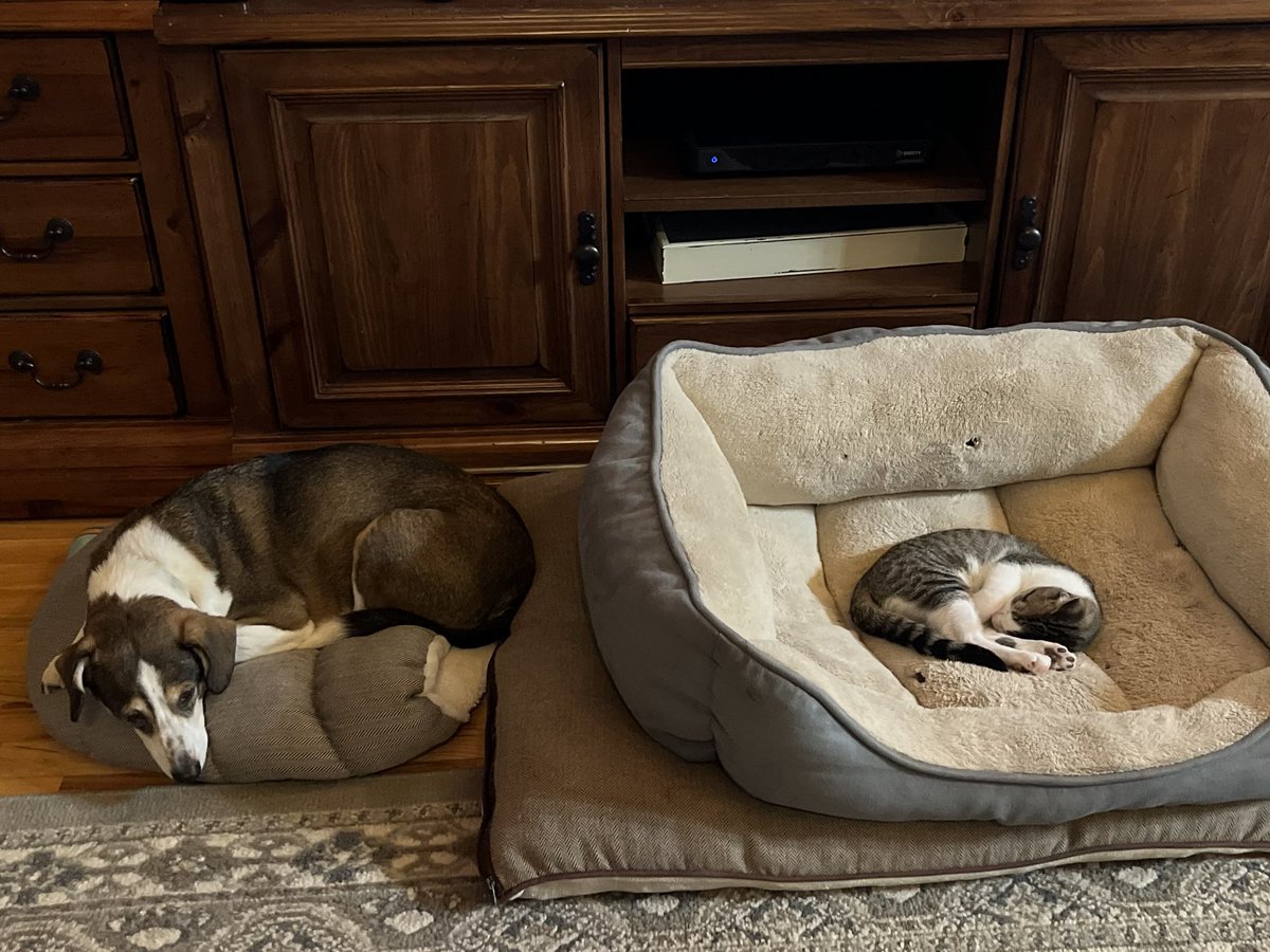 Twy_Joe's tweet photo. State of the union tonight. 🤦🏻‍♀️.  #thiscatrules #AdoptDontShop #dogsoftwitter #catsoftwitter https://t.co/3H8nsbSmmA