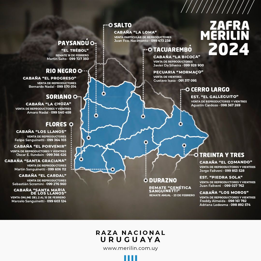 merilinuy's tweet photo. Zafra 2024
MERILIN
#razanacionaluruguaya https://t.co/pKwiy0G2Vp