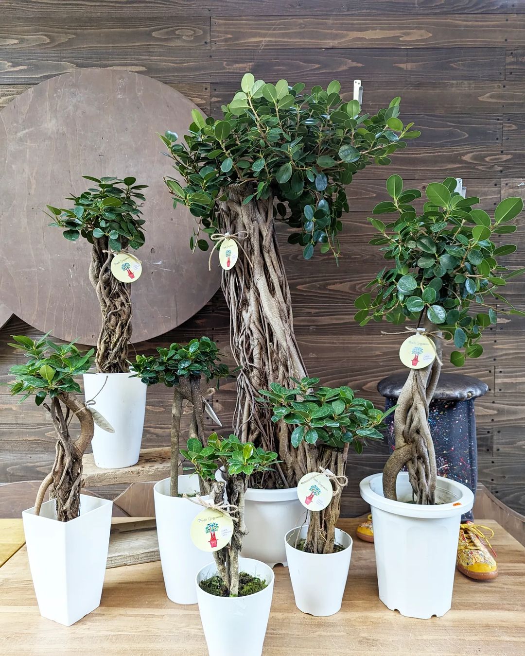 aパンダガジュマル　8字仕様　8寸　接ぎ木パンダ8の字　85cm aパンダガジュマル 8字仕様 8寸 接ぎ木パンダ8の字 85cm パンダ