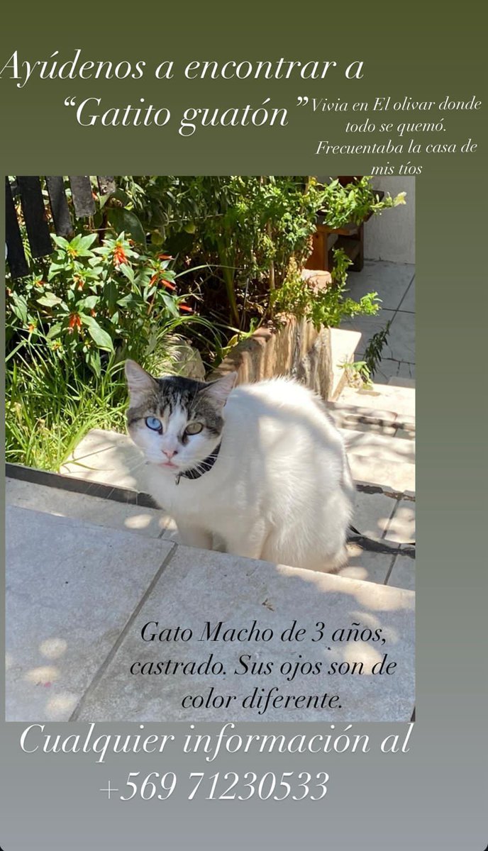 #IncendioEnChile #Valparaíso #quilpué #ElOlivar #quilpué #VinadelMar #gatosrescatados #gatosperdidos #Incendioforestal