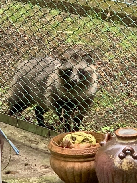Wet and cold here in Tokyo, with snow on the way, and this tanuki has been staring at me for an hour. I wonder if he wants to come inside.