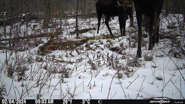 emma37103's tweet photo. @SpypointCamera  Couple of northern MN swamp Moose today. Hard to get all of that into frame… https://t.co/yBhigyMNMC