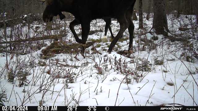 emma37103's tweet photo. @SpypointCamera  Couple of northern MN swamp Moose today. Hard to get all of that into frame… https://t.co/yBhigyMNMC