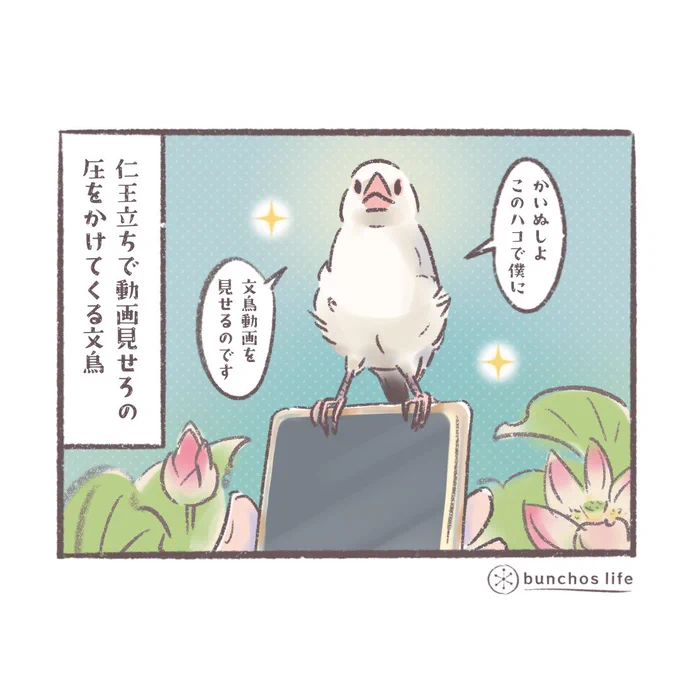 今日も1コマで…あんなに小さいのに文鳥動画を見せろの圧がすごいスマホの上の仁王立ち1号#文鳥 