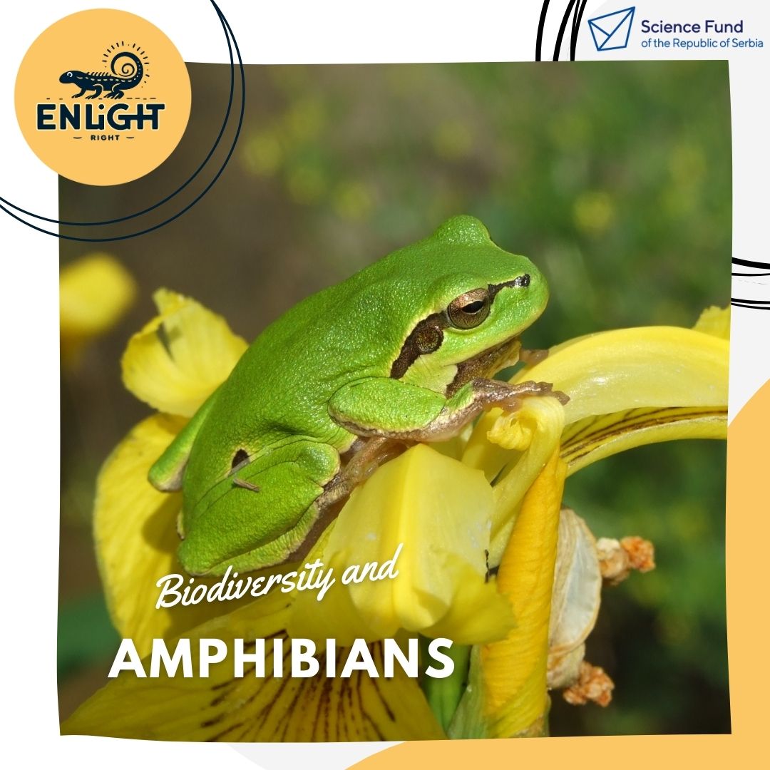 🐸Amphibians are crucial in the food chain—prey for many they feast on worms and insects. Their sensitivity to environmental changes makes them bioindicators and ideal for studying tissue regeneration. Let's celebrate these incredible creatures!🌿#promis2023 #fondzanauku #enlight