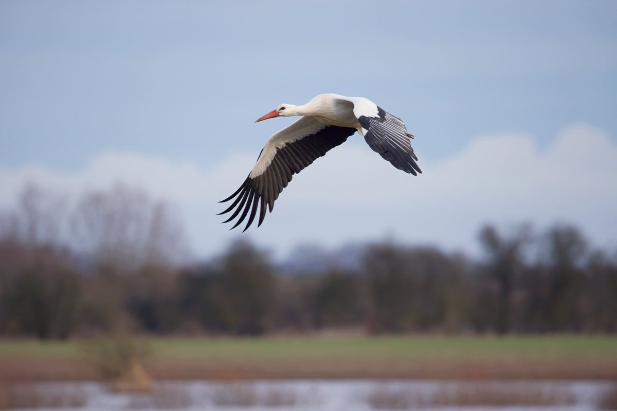 Neil_TFFD's tweet photo. The unringed White Stork showed very well early yesterday at Smithy Fen. @CambsBirdClub @Natures_Voice @BirdGuides https://t.co/G3i432jfJu