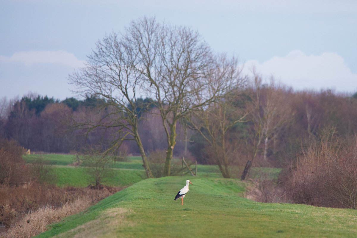 Neil_TFFD's tweet photo. The unringed White Stork showed very well early yesterday at Smithy Fen. @CambsBirdClub @Natures_Voice @BirdGuides https://t.co/G3i432jfJu