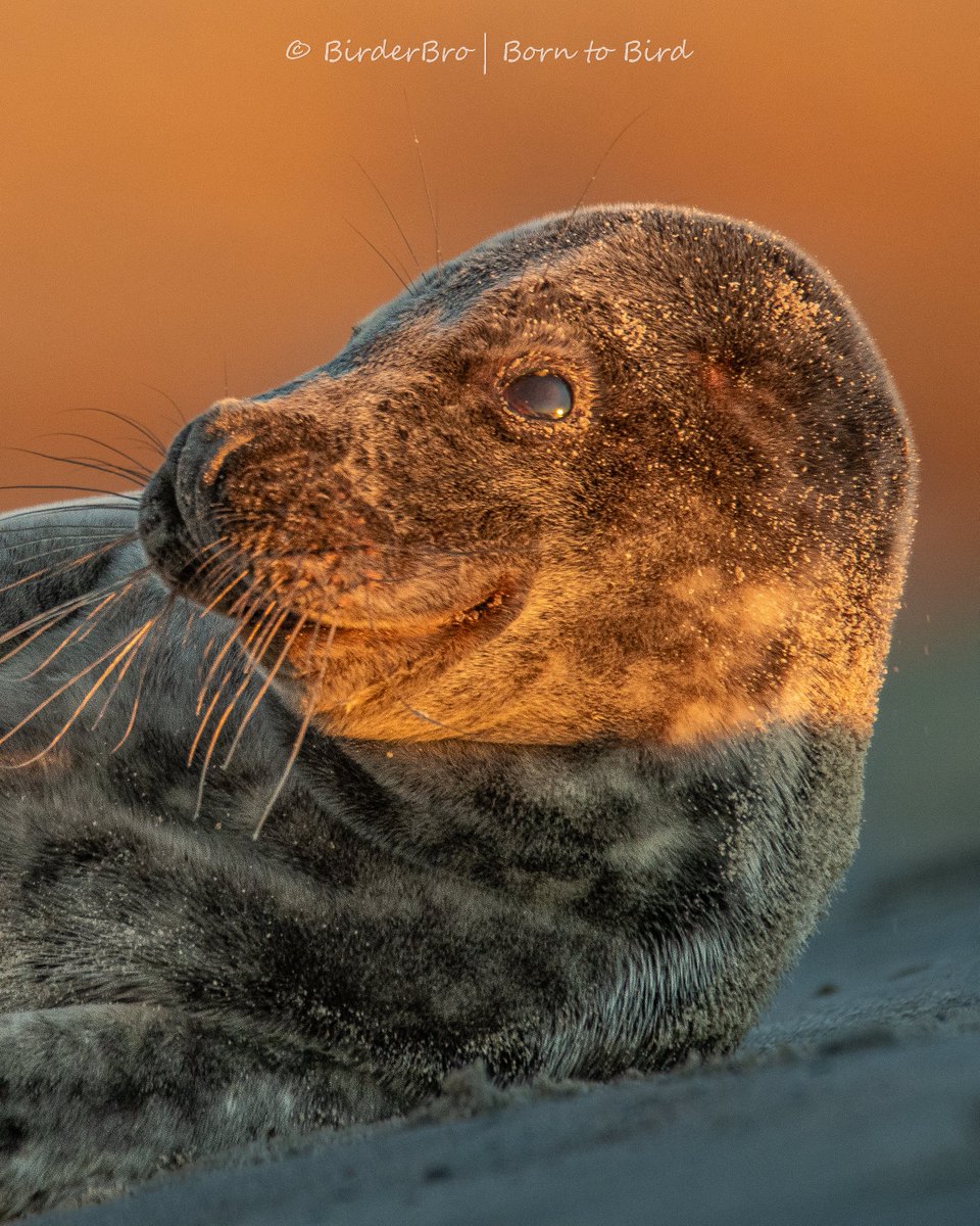 BirderBro's tweet image. Folks, on popular demand, #MammalMonday is back🥳
🦌🐘🐿️🐅🐬🦒🫎🦭
➡️QRP🔄or drop in comments⬇️ur📸of any mammal & start the week with a huge #SMILE like this seal does 😃😃
~ ~ ~
#photographychallenge #artshare #NaturePhotograhpy #wildlife #wildlifephotography #BBCWildlifePOTD