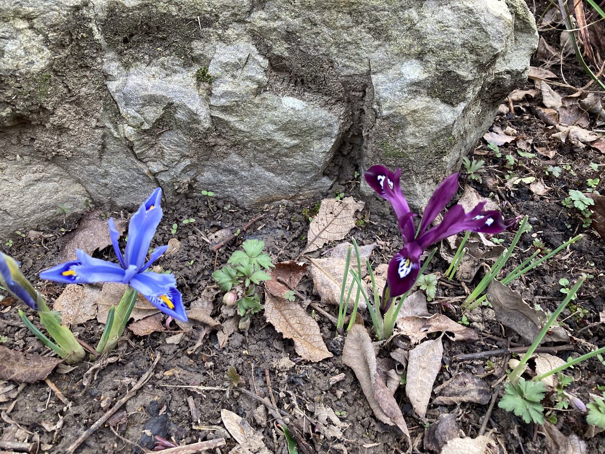 Nice to see that spring has sprung in the garden.