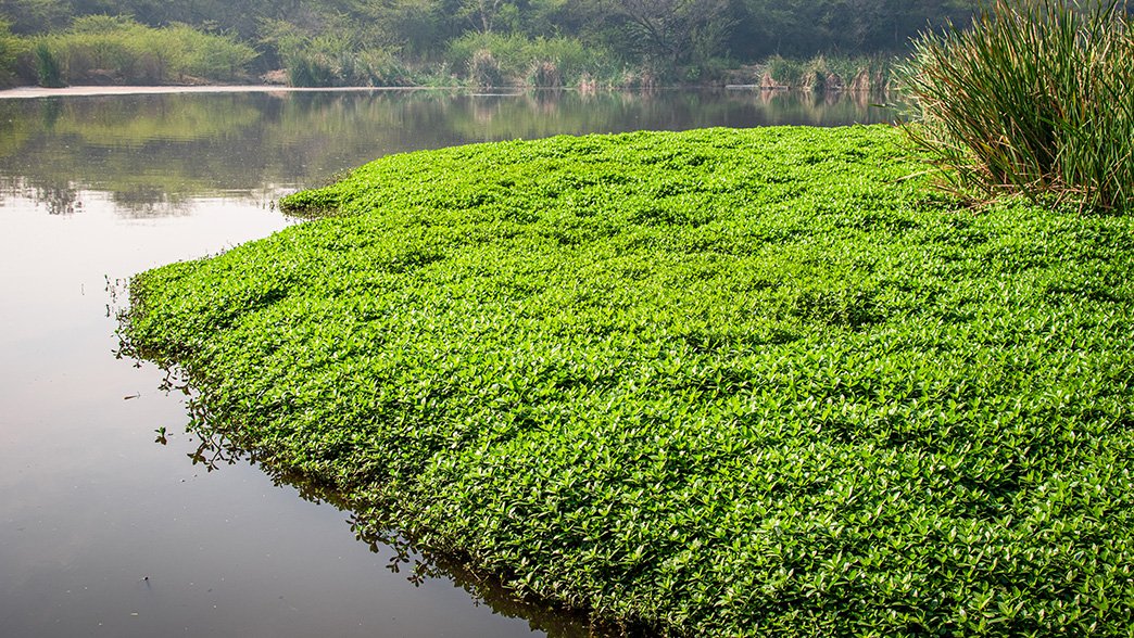 🌊Polluted water is a major environmental & health issue in India🇮🇳 Using biotechnology to clean water, a @UiTNorgesarktis project is developing a cost-effective waste water treatment system. The aim is to remove pollution from water sources👉europa.eu/!4WC6Cv